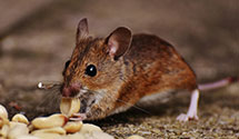 24 Hour & Emergency Exterminators in Hartley, SD